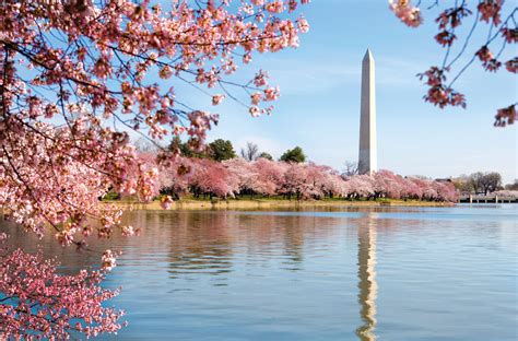 Washington DC Cherry Blossom Wallpapers - Top Free Washington DC Cherry Blossom Backgrounds ...