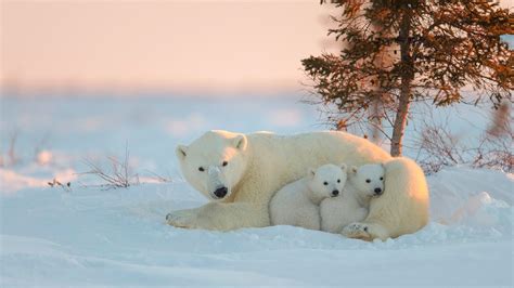 2048x1152 Polar Bear With Baby 2048x1152 Resolution HD 4k Wallpapers ...