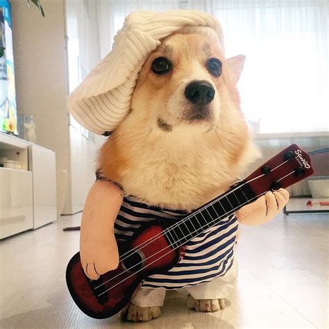 Play The Guitar Dog Costume in 2020 | Dog costume, Cute corgi, Funny animal pictures