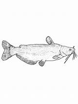 Catfish coloring pages sketch template