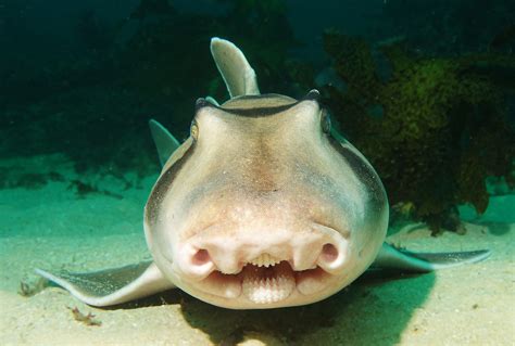 Port Jackson shark - Heterodontus portusjacksoni | PJs eat i… | Flickr