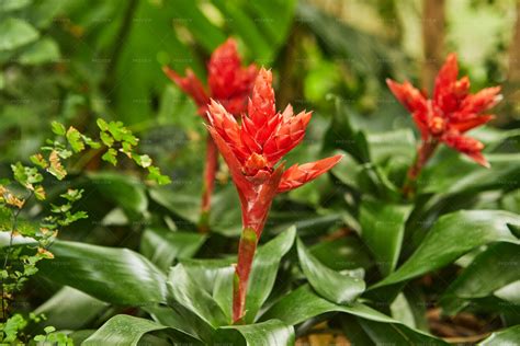 Red Bromeliads - Stock Photos | Motion Array