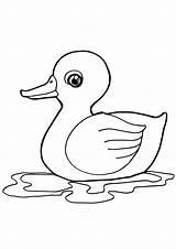 Coloring Pages  Baby Duck For Kids sketch template