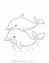 Dolphin Coloring Pages sketch template