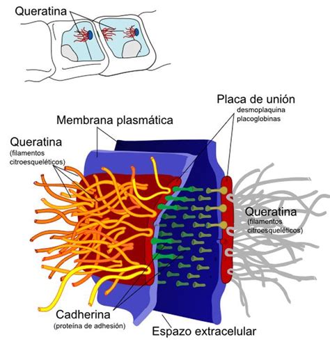 Detalle de la placa desmosómica. Estructuras proteicas que sirven de unión entre las células ...