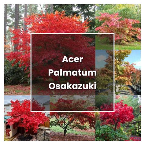 How to Grow Acer Palmatum Osakazuki - Plant Care & Tips | NorwichGardener