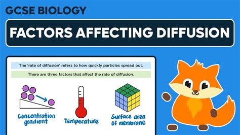 Factors Affecting the Rate of Diffusion - GCSE Biology - YouTube