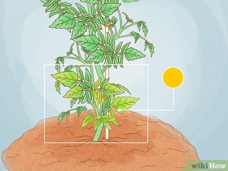 How to Prune Tomatoes: 9 Steps (with Pictures) - wikiHow