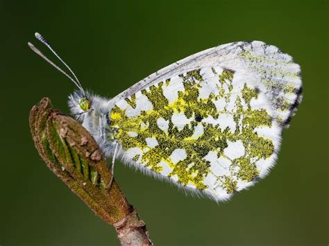 Orange-tip | Butterfly Conservation