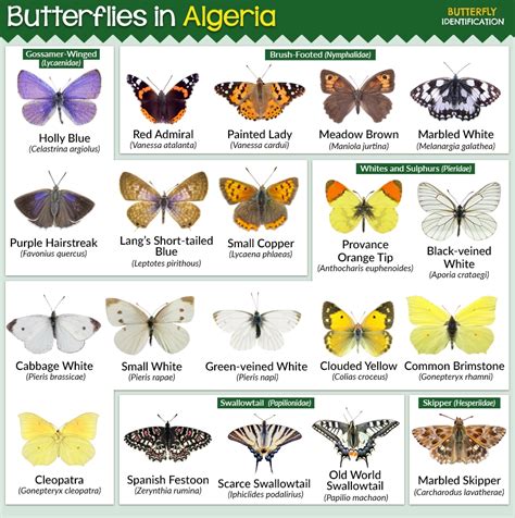 Types of Butterflies in Algeria (List With Pictures)