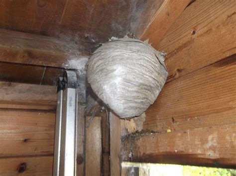 Wasps nest removal bolton - Ian Smith Pest Control