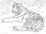 Realistic Siberian Tiger sketch template