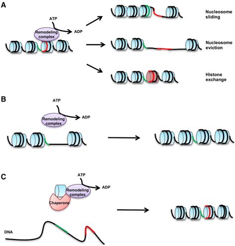 The outcomes of chromatin remodeling by ATP-dependent remodeling... | Download Scientific Diagram