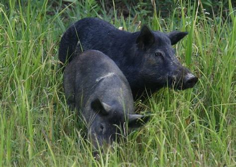 Hunting Wild Hogs: New Rules to Control Population - Outdoor Enthusiast ...