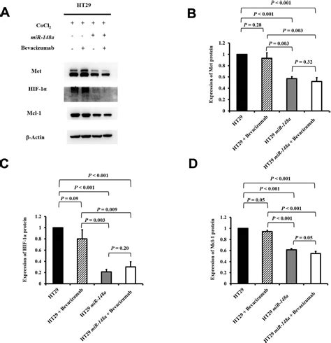 MicroRNA-148a induces apoptosis and prevents angiogenesis with ...