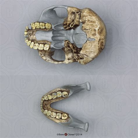 Australopithecus (Paranthropus) robustus Skull DNH 7 - Bone Clones, Inc. - Osteological ...