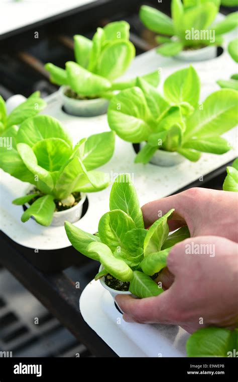 hand harvesting lettuce farm indoor Stock Photo - Alamy