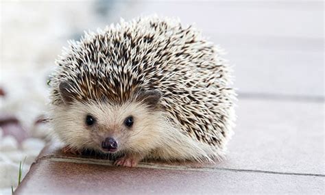 Types of Pet Hedgehog | Breeds of Domestic Hedgehogs [2021 Guide]