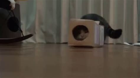 Boxes Are Fun! GIF - Cats Cat Box - Discover & Share GIFs