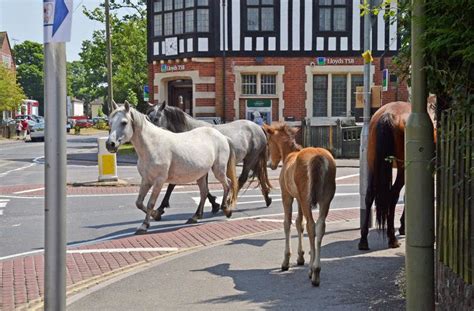 Brockenhurst Holidays | Toad Hall Cottages