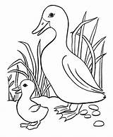 Baby Duck Coloring Pages  Home sketch template