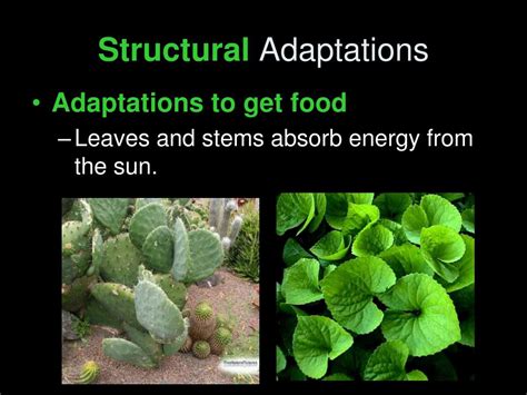 PPT - Plant Adaptations PowerPoint Presentation, free download - ID:6899917