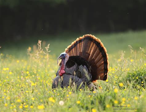 6 Tips for Feeding Wild Turkeys with Your Garden : The National Wildlife Federation Blog