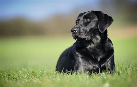 Wallpaper background, black, dog, Labrador Retriever images for desktop, section собаки - download