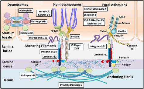 Toward treatment and cure of epidermolysis bullosa | PNAS