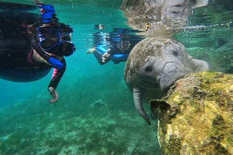 Swim With Manatees - Crystal River Manatee Adventures