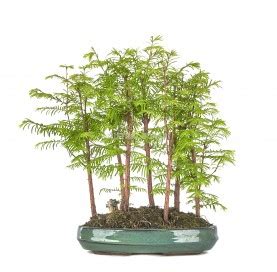 Exclusive bonsai Metasequoia 12 years. Dawn redwood | Mistral Bonsai