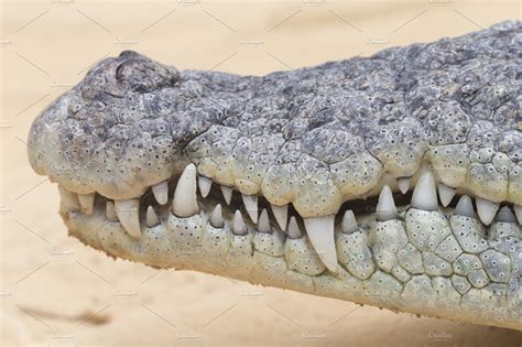 Crocodile mouth featuring crocodile, animal, and alligator | Animal ...