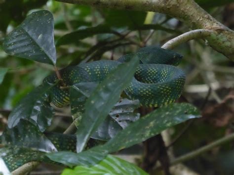slang in Mulu Nationaal Park | Foto | Marjan op reis