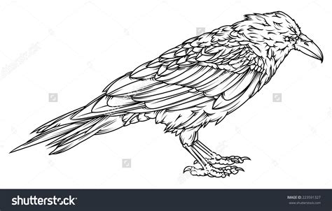 stock-vector-vector-drawing-of-a-raven-outline-easy-to-edit-vector-file-color-version-available ...