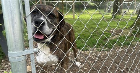 Dog in Bullitt County Animal Shelter | | wdrb.com