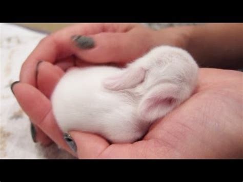 Newborn Baby Bunnies Snuggle and Sleep - YouTube