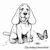 Basset Hound Coloring Pages  Free & Printable sketch template