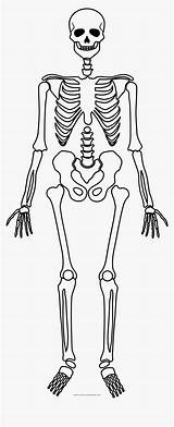 Skeleton Coloring Pages Anatomy sketch template