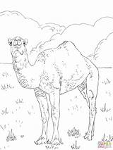 Camel Laying Down Coloring Pages sketch template