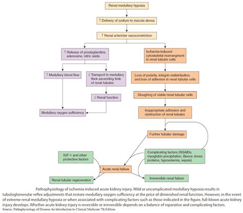 Understanding Acute Kidney Failure: Causes, Symptoms, and Treatments - Manual of Medicine