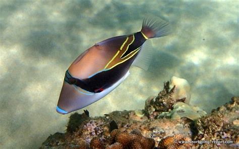 Snorkeling Napili Bay | Maui | Hawaii | Napili bay maui, Maui hawaii ...