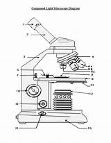Compound Light Microscope Parts Blank Sketch Coloring Page sketch template