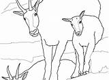 Mountain Goat Coloring Pages At GetDrawings  Free Download sketch template