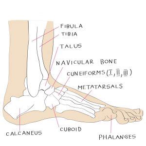 Foot Anatomy 101: A Quick Lesson From a New Hampshire Podiatrist | Nagy Footcare