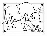 Buffalo Coloring Pages & Books  100% FREE And Printable sketch template