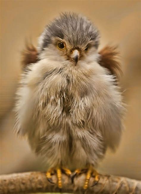 Mignon bébé faucon !!! | Aves, Fotos de aves, Aves hermosas