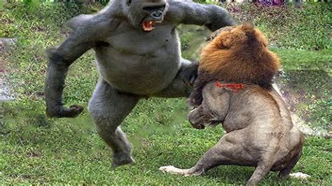 Lion vs Baboon ! you watch the first half of the video, you will not believe what happens next ...