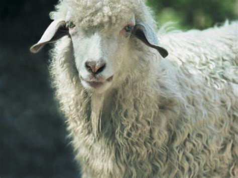 Angora Goat | Angora goats, Sheep, Sheep and lamb