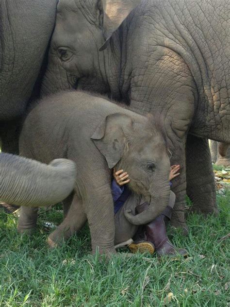 Cuddling with Elephants | Funny Elephant Photos