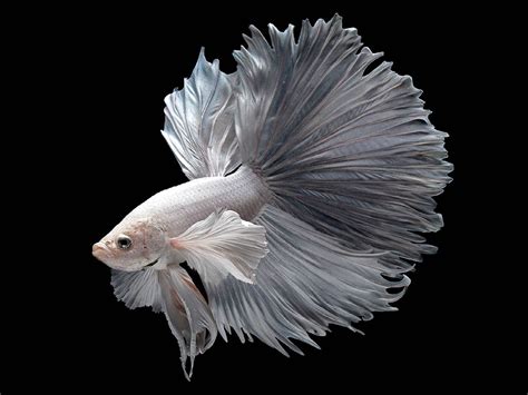 betta, Siamese, Fighting, Fish, Underwater, Tropical, Psychedelic Wallpapers HD / Desktop and ...